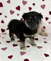 Camden, a male German Shepherd Dog and Miniature Australian Shepherd for sale in Bargersville, IN – Photo 1 of 5