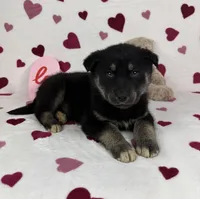 Camden, a male German Shepherd Dog and Miniature Australian Shepherd for sale in Bargersville, IN – Photo 2 of 5