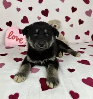 Camden, a male German Shepherd Dog and Miniature Australian Shepherd for sale in Bargersville, IN – Photo 4 of 5