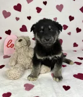Camden, a male German Shepherd Dog and Miniature Australian Shepherd for sale in Bargersville, IN – Photo 3 of 5