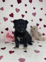 Cooper, a male German Shepherd Dog and Miniature American Shepherd for sale in Bargersville, IN – Photo 4 of 5