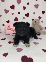 Cooper, a male German Shepherd Dog and Miniature American Shepherd for sale in Bargersville, IN – Photo 2 of 5