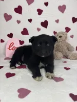 Cooper, a male German Shepherd Dog and Miniature American Shepherd for sale in Bargersville, IN – Photo 5 of 5
