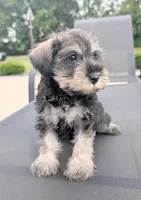 Susie, a female Miniature Schnauzer for sale in Bargersville, IN – 5 of 5