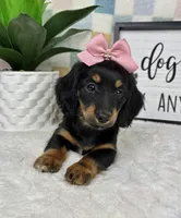 Daphne AKC , a female Miniature Dachshund for sale in Bargersville, IN – Photo 7 of 7