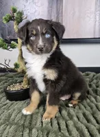 Scooter, a male Australian Shepherd for sale in Bargersville, IN – 3 of 5