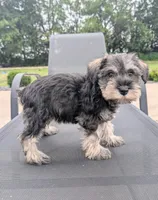 Susie, a female Miniature Schnauzer for sale in Bargersville, IN – 3 of 5
