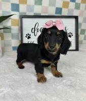Daphne AKC , a female Miniature Dachshund for sale in Bargersville, IN – Photo 3 of 6