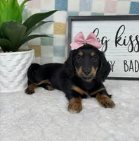 Daphne AKC , a female Miniature Dachshund for sale in Bargersville, IN – Photo 5 of 6