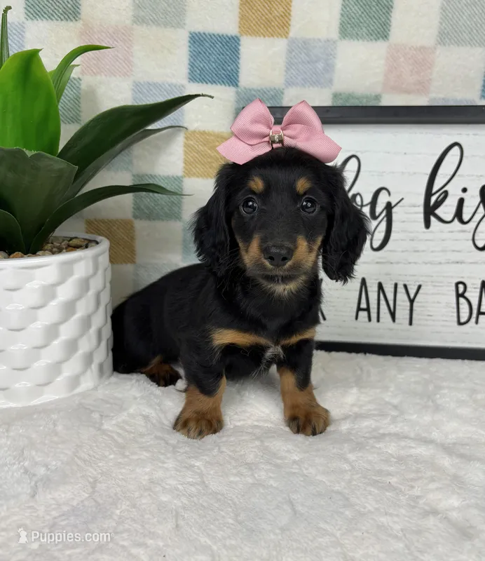 Daphne AKC , a female Miniature Dachshund for sale in Bargersville, IN – Photo 1 of 6