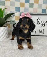 Daphne AKC , a female Miniature Dachshund for sale in Bargersville, IN – Photo 4 of 6
