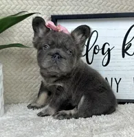 Fluffy AKC big rope girl!, a female French Bulldog for sale in Bargersville, IN – 6 of 6