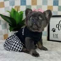 Fully AKC blue girl!, a female French Bulldog for sale in Bargersville, IN – 3 of 5