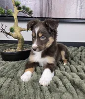 Sandy, a female Australian Shepherd for sale in Bargersville, IN – 5 of 5