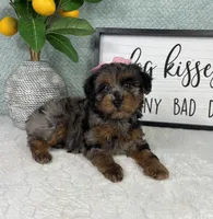 Paisley, a female Yorkipoo for sale in Bargersville, IN – Photo 2 of 5