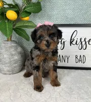 Paisley, a female Yorkipoo for sale in Bargersville, IN – Photo 5 of 5