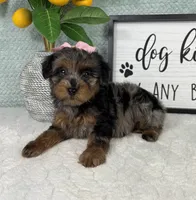 Paisley, a female Yorkipoo for sale in Bargersville, IN – Photo 3 of 5