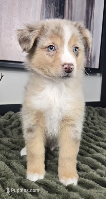 Rusty – Australian Shepherd puppy for sale in Bargersville, IN