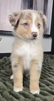 Rusty, a male Australian Shepherd for sale in Bargersville, IN – 1 of 5