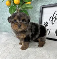 Paxton, a male Yorkipoo for sale in Bargersville, IN – Photo 5 of 5