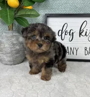 Paxton, a male Yorkipoo for sale in Bargersville, IN – Photo 1 of 5