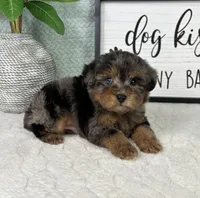 Paxton, a male Yorkipoo for sale in Bargersville, IN – Photo 3 of 5