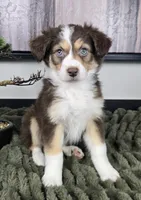 Shelby , a female Australian Shepherd for sale in Bargersville, IN – 2 of 5