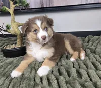 Silas , a male Australian Shepherd for sale in Bargersville, IN – 5 of 5