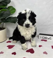 Millie, a female Australian Cattle Dog and Miniature American Shepherd for sale in Bargersville, IN – Photo 3 of 5