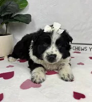 Millie, a female Australian Cattle Dog and Miniature American Shepherd for sale in Bargersville, IN – Photo 4 of 5