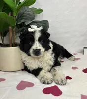 Millie, a female Australian Cattle Dog and Miniature American Shepherd for sale in Bargersville, IN – Photo 2 of 5