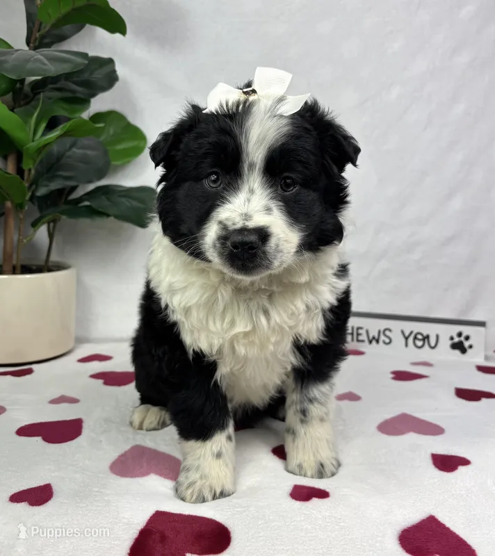 Millie – Australian Cattle Dog, Miniature American Shepherd puppy for sale in Bargersville, IN