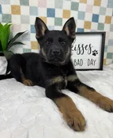 Griffin AKC, a male German Shepherd Dog for sale in Bargersville, IN – Photo 5 of 6