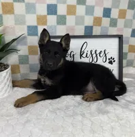 Griffin AKC, a male German Shepherd Dog for sale in Bargersville, IN – Photo 3 of 6