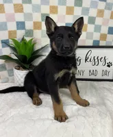 Griffin AKC, a male German Shepherd Dog for sale in Bargersville, IN – Photo 6 of 6