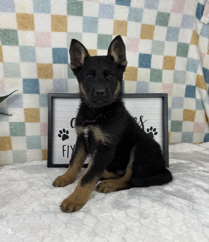 Griffin AKC – German Shepherd Dog puppy for sale in Bargersville, IN