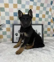 Griffin AKC, a male German Shepherd Dog for sale in Bargersville, IN – Photo 1 of 6