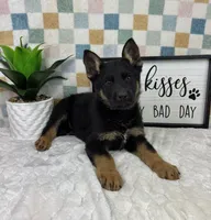 Griffin AKC, a male German Shepherd Dog for sale in Bargersville, IN – Photo 4 of 6