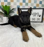 Griffin AKC, a male German Shepherd Dog for sale in Bargersville, IN – Photo 2 of 6