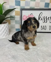 Dior AKC , a female Miniature Dachshund for sale in Bargersville, IN – Photo 1 of 7