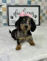 Dior AKC , a female Miniature Dachshund for sale in Bargersville, IN – Photo 5 of 7