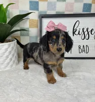 Dior AKC , a female Miniature Dachshund for sale in Bargersville, IN – Photo 2 of 7