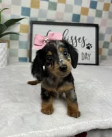 Dior AKC , a female Miniature Dachshund for sale in Bargersville, IN – Photo 3 of 7