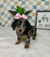 Dior AKC , a female Miniature Dachshund for sale in Bargersville, IN – Photo 7 of 7