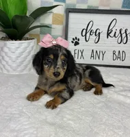 Dior AKC , a female Miniature Dachshund for sale in Bargersville, IN – Photo 6 of 7