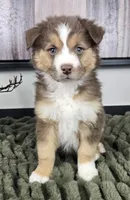 Silas , a male Australian Shepherd for sale in Bargersville, IN – 1 of 5