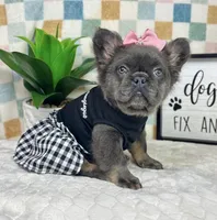 Fully AKC blue girl!, a female French Bulldog for sale in Bargersville, IN – 2 of 5