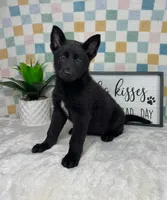George AKC, a male German Shepherd Dog for sale in Bargersville, IN – Photo 2 of 7