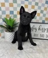 George AKC, a male German Shepherd Dog for sale in Bargersville, IN – Photo 4 of 7