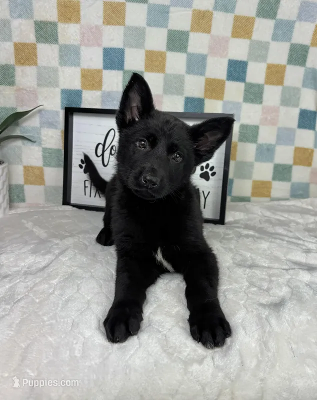 George AKC – German Shepherd Dog puppy for sale in Bargersville, IN